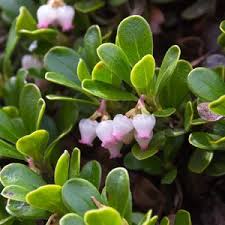 Attēlu rezultāti vaicājumam “Arctostaphylos uva-ursi”
