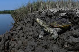 Image result for Malaclemys terrapin