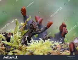 Attēlu rezultāti vaicājumam “Peltigera praetextata”