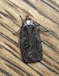 Attēlu rezultāti vaicājumam “Agonopterix ciliella”