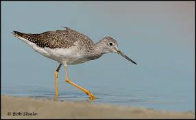 Image result for Tringa melanoleuca