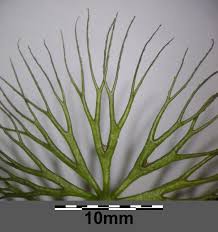 Attēlu rezultāti vaicājumam “Ceratophyllum submersum”