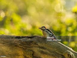 Attēlu rezultāti vaicājumam “Dendrocopos major juvenile”