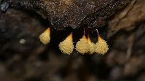 Attēlu rezultāti vaicājumam “Hemitrichia calyculata young”