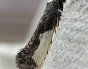 Attēlu rezultāti vaicājumam “Monopis monachella”