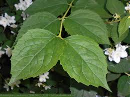 Attēlu rezultāti vaicājumam “Philadelphus coronarius leaf”