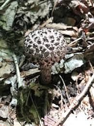 Attēlu rezultāti vaicājumam “Strobilomyces strobilaceus”