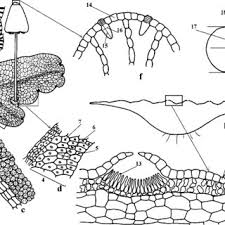 Attēlu rezultāti vaicājumam “Conocephalum salebrosum sporophyte”