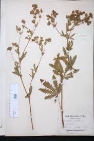 Image result for Potentilla recta
