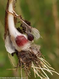 Attēlu rezultāti vaicājumam “Allium scorodoprasum bud”