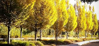 Attēlu rezultāti vaicājumam “Populus x petrowskyana”