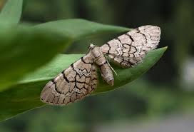 Attēlu rezultāti vaicājumam “Eupithecia venosata”