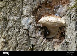 Attēlu rezultāti vaicājumam “Aurantiporus fissilis”