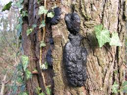 Attēlu rezultāti vaicājumam “Amaurochaete atra”