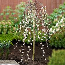 Attēlu rezultāti vaicājumam “Salix caprea”