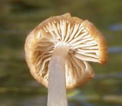 Attēlu rezultāti vaicājumam “Psathyrella sp.”