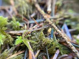 Attēlu rezultāti vaicājumam “Heyderia abietis”