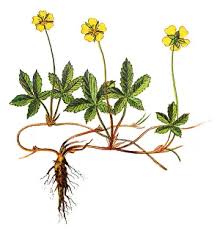 Attēlu rezultāti vaicājumam “Potentilla reptans flower”