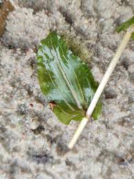 Attēlu rezultāti vaicājumam “Potamogeton perfoliatus fruit”