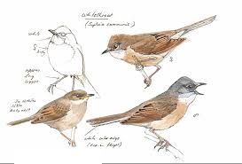 Attēlu rezultāti vaicājumam “Sylvia communis adult”