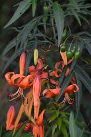 Attēlu rezultāti vaicājumam “Lilium lancifolium flower”