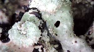 Attēlu rezultāti vaicājumam “Menegazzia terebrata”