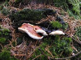 Attēlu rezultāti vaicājumam “Heterobasidion annosum”