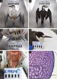 Image result for Onychoprion fuscatus