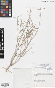Image result for Hedysarum wrightianum