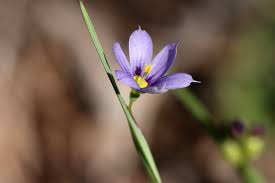 Attēlu rezultāti vaicājumam “Sisyrinchium montanum”