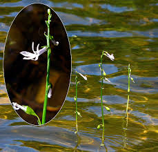 Attēlu rezultāti vaicājumam “Lobelia dortmanna leaf”