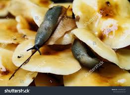 Attēlu rezultāti vaicājumam “Krynickillus melanocephalus”