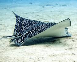 Image result for Aetobatus narinari