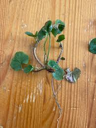 Attēlu rezultāti vaicājumam “Uromyces dactylidis”