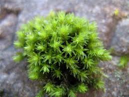 Attēlu rezultāti vaicājumam “Hygrohypnum luridum”