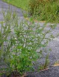Attēlu rezultāti vaicājumam “Ambrosia artemisiifolia fruit”