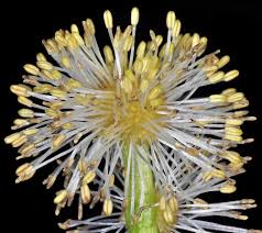 Attēlu rezultāti vaicājumam “Sparganium erectum aggr. flower”