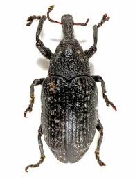 Attēlu rezultāti vaicājumam “Larinus sp.”