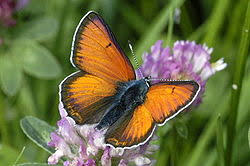 Attēlu rezultāti vaicājumam “Lycaena hippothoe underside”