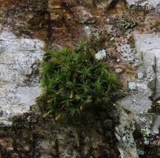 Attēlu rezultāti vaicājumam “Dicranum montanum sporophyte”