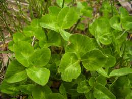 Attēlu rezultāti vaicājumam “Trifolium dubium fruit”