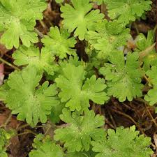 Attēlu rezultāti vaicājumam “Geranium molle”