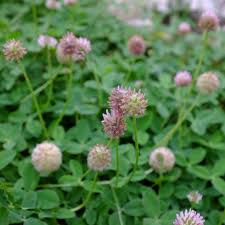 Attēlu rezultāti vaicājumam “Trifolium fragiferum”