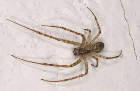 Attēlu rezultāti vaicājumam “Metellina merianae”