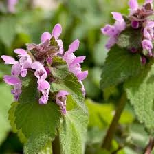 Attēlu rezultāti vaicājumam “Lamium purpureum”