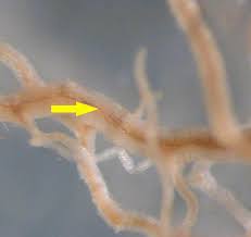 Attēlu rezultāti vaicājumam “Rhynchostegiella tenella sporophyte”