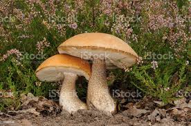 Attēlu rezultāti vaicājumam “Leccinum versipelle”