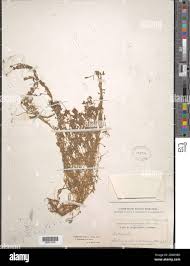 Attēlu rezultāti vaicājumam “Callitriche verna leaf”