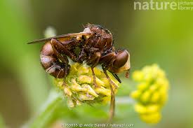 Attēlu rezultāti vaicājumam “Sicus ferrugineus”