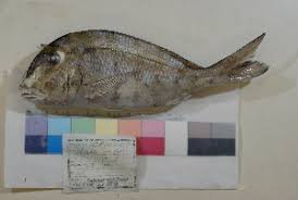 Image result for Calamus nodosus